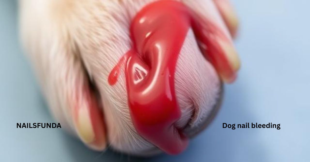 Dog nail bleeding